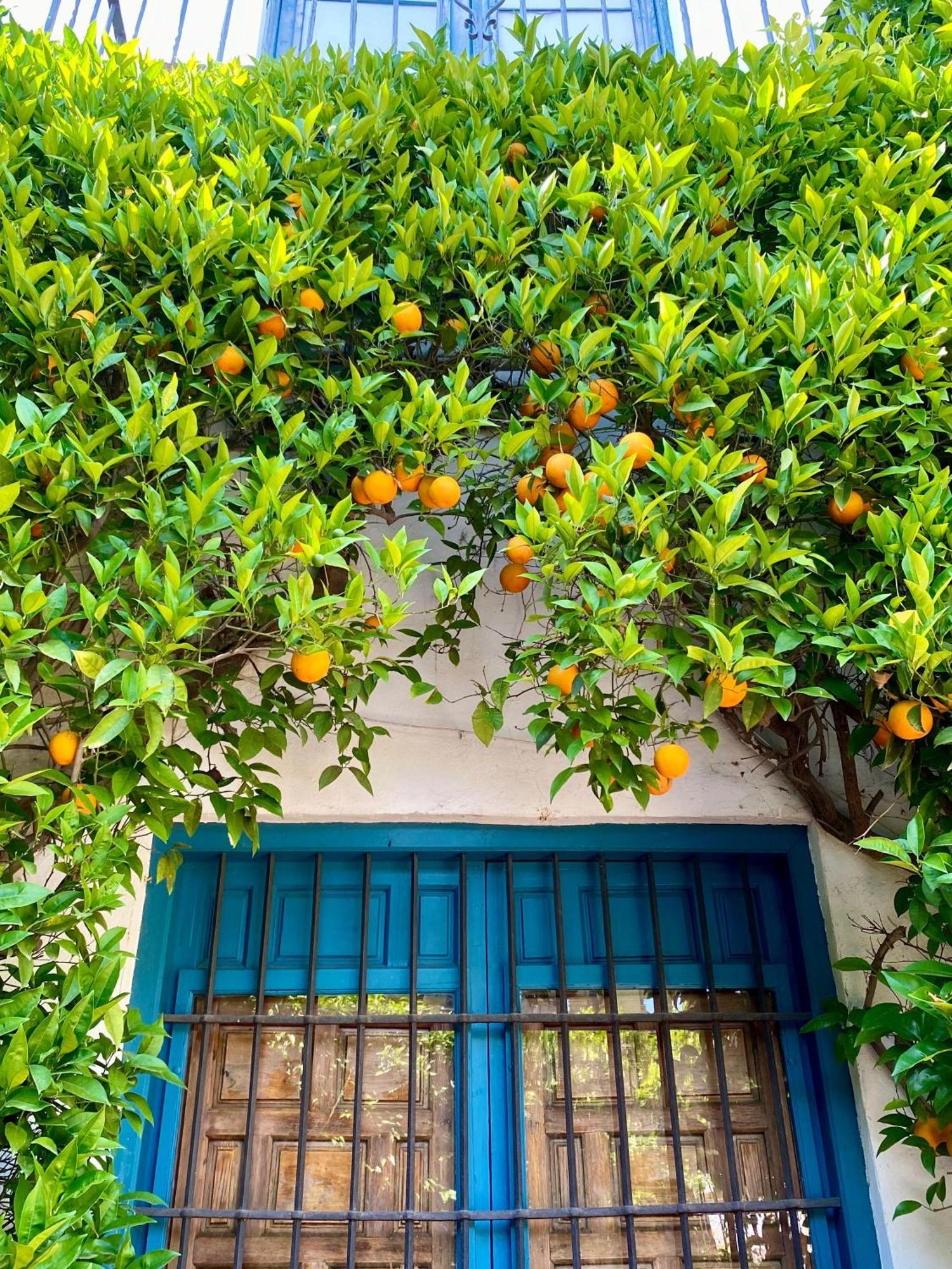 La Buganvilla De Santiago Cordoba Exterior photo